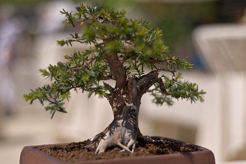 money plant tree. bonsai trees can be a great
