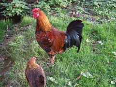 Tilgate Park - Chickens
