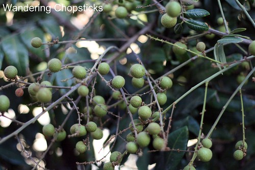 11.13 Longan Blossoms & Fruit 3