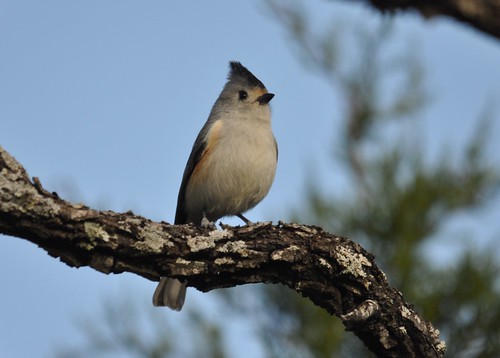 black0crested titmouse