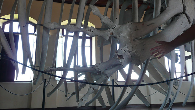 Mão humana e os ossos da barbatana de uma baleia. Qualquer semelhança NÃO é mera coincidência
