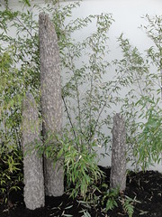 Stone Grove Bamboo