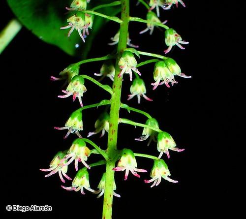 <br><br><br><br>Detalle de una ramilla floral del Matarratones (<i>Coriaria ruscifolia</i>). Se aprecia el detalle de cada una de sus flores masculinas. Valle de Caramávida, Cordillera de Nahuelbuta, Región del Biobío.