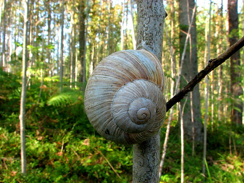 Forest_snail ©   