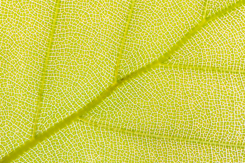 Chlorophyll ©  kuhnmi