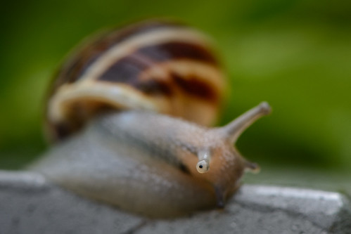 Snail's Eye ©  kuhnmi
