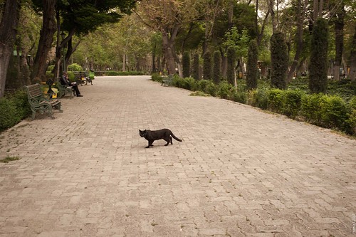Black Cat Walking ©  Evgeniy Isaev
