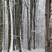 Florestas nevadas na Bulgária
