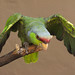 Lilac-crowned parrot at ASDM