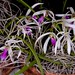 Leptotes bicolor x Lepotes pohlitinocoi – Lisa Humphreys