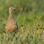 Spotted Nothura (Nothura maculosa)