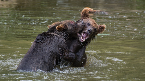 Young Bears Fighting ©  kuhnmi