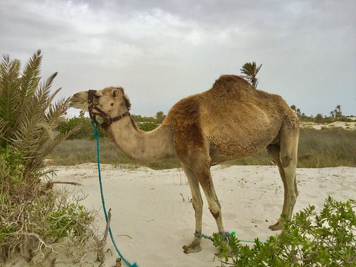 Camel ©  Valery Kenski