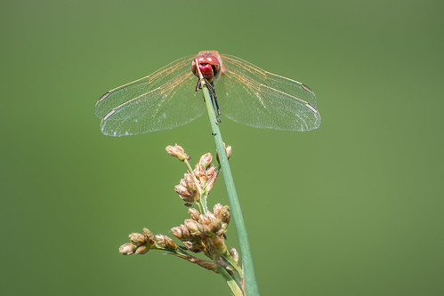 Eye in Eye with a Dragonfly ©  kuhnmi