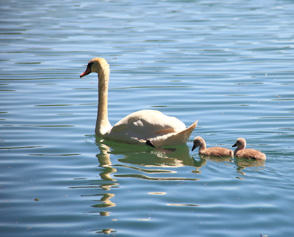 : swans