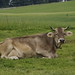 Allgäuer Kuh in Seeg 25-06-2017