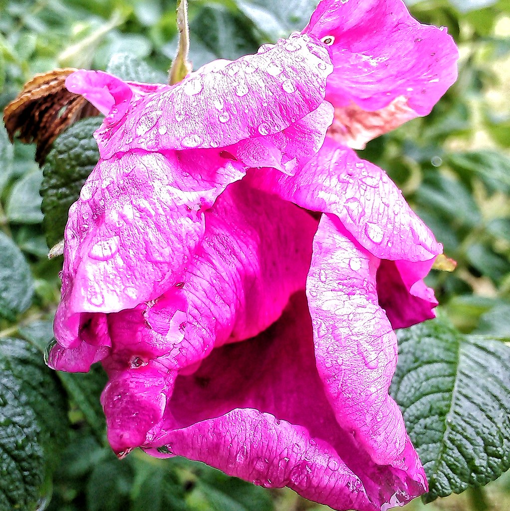 : wild wet rose