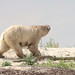 The Last Polar Bear On Earth...