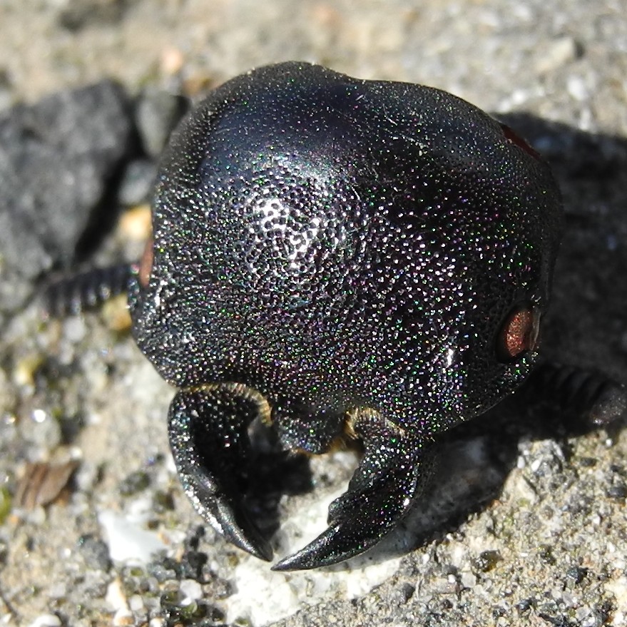: Do not worry, this is not a space alien - it's the head of a stag beetle, everything that's left of it (( /  ,     -   -, ,    ((