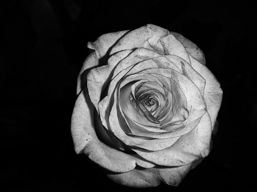 Rose not so rose variation ©  NO PHOTOGRAPHER
