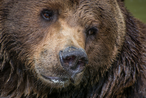 Bear Portrait ©  kuhnmi