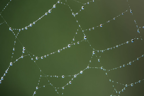Web of Drops ©  kuhnmi