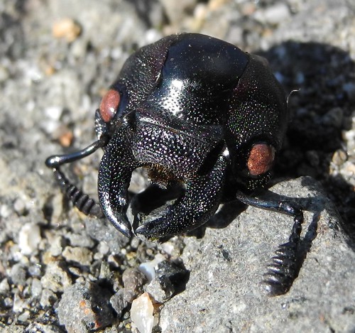 Do not worry, this is not a space alien - it's the head of a stag beetle, everything that's left of it (( /  ©  Katya