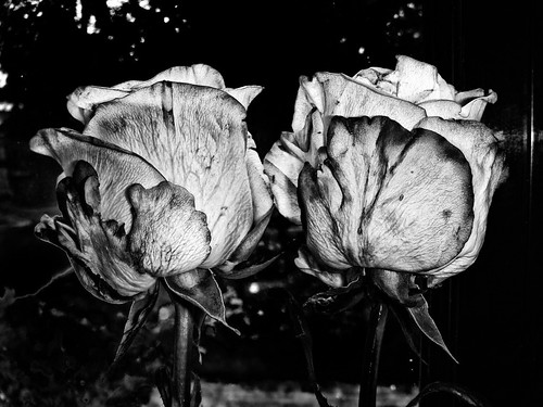 Twins roses black and white ©  NO PHOTOGRAPHER