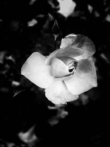 Rose black and white ©  NO PHOTOGRAPHER
