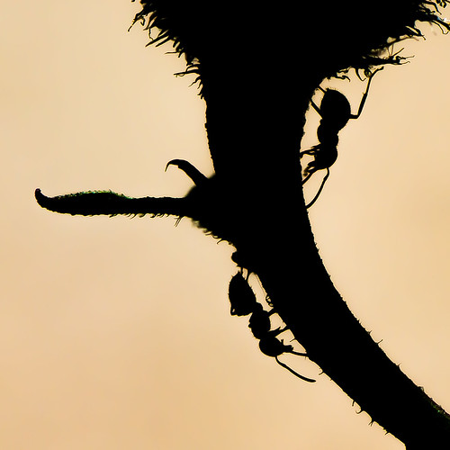 Silhouette of two Ants ©  kuhnmi