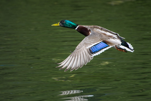 Flying Duck ©  kuhnmi