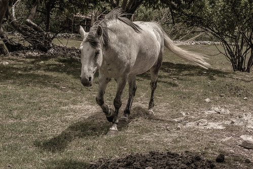 Horse ©  Raymond Zoller