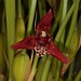 Maxillaria tenuifolia – Cher Whelan