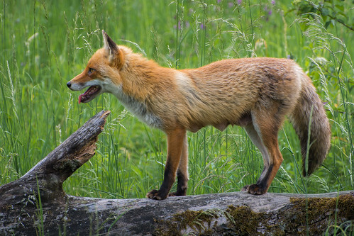 Red Fox ©  kuhnmi