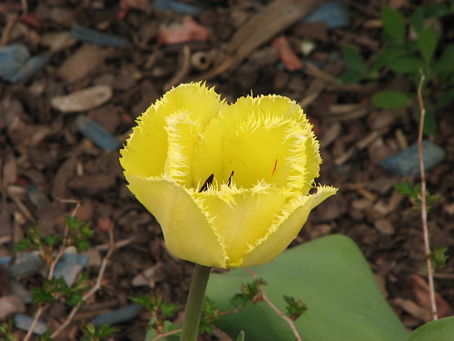 Toothy_yellow_tulip ©   