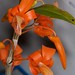 Dendrobium unicum – Peter March