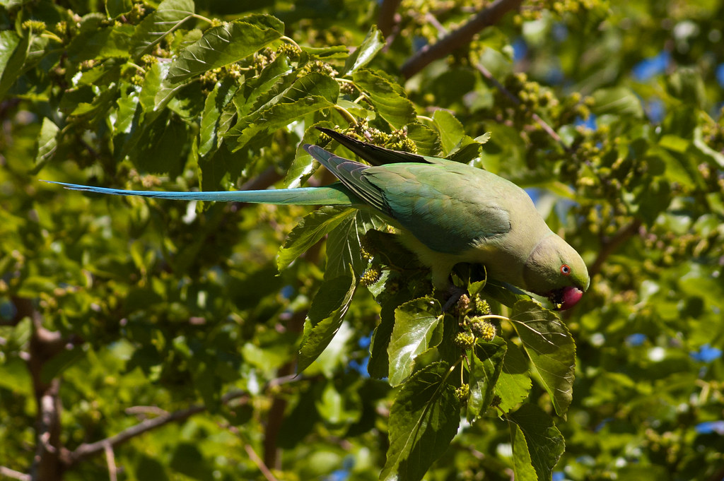 : Green Parrot