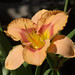 Hybrid daylily in the Sensory Patios, TBG