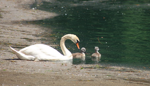swan family ©  dmytrok