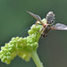 Fungused fly on Meadowsweet