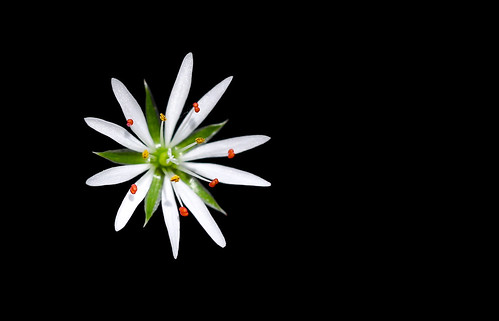 Stellaria graminea ©  svklimkin