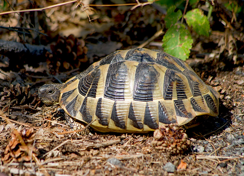 :   / Testudo hermanni / Hermann's tortoise /   / Griechische Landschildkrote