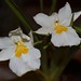 Miltoniopsis santanaei – Merle Robboy