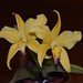 Cattleya hybrid – Ken Campbell
