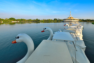 Swans in Suanluang Rama IX