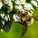 Bees At Work
