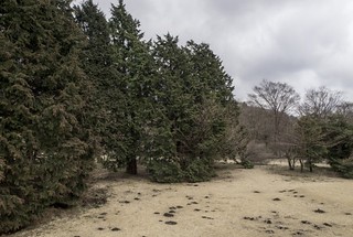 Hakone trees