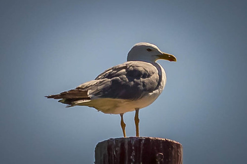 Seagull ©  Raymond Zoller