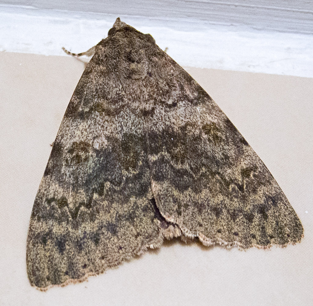 :   (  ) / Catocala elocata / French red underwing / Pappelkarmin