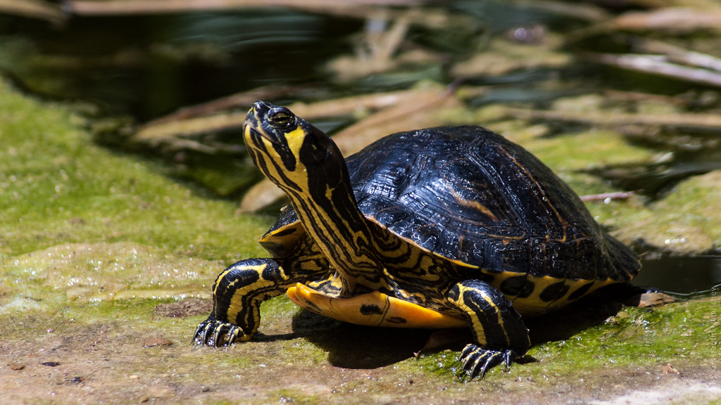 : Turtle of Palermo Botanical Garden